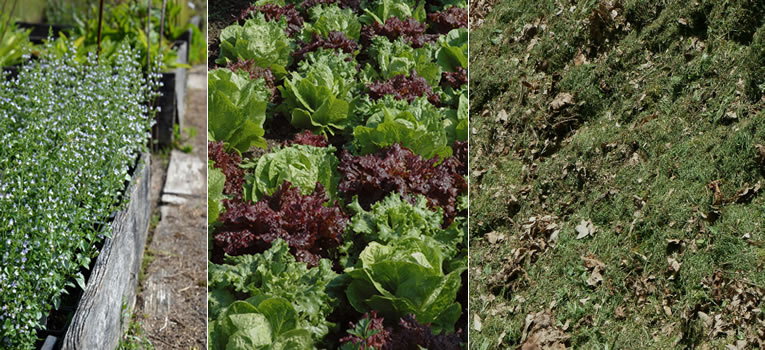 soorten groenten in een vierkantemeter moestuin